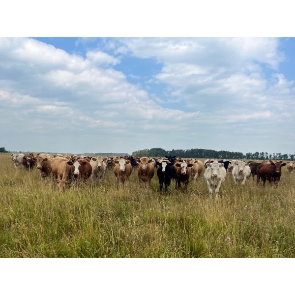 Kropelnicki Bros. - 900# September Delivery Grass Heifers - 140 Head (Sifton, MB)