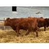 Image 12 : RBD Ranch - 950# January Delivery Steers - 65 Head (Milestone, SK)