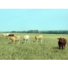 Image 4 : Forbes Bros. Ranching - 1025# October Delivery Grass Steers - 60 Head (Senlac, SK)