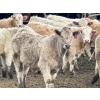 Image 12 : In The Coulee Ranch - 816# February Delivery Steers - 71 Head (Pincher Creek, AB)