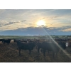 Image 3 : Cross Bar Ranch - 930# June Delivery Heifers - 70 Head (Consort, AB)