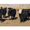 Image 16 : Downie Lake Colony - 860# March Delivery Heifers - 350 Head (Maple Creek, SK)