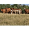 Image 10 : Logan Brothers (Rod, Barry & Bruce) - 675# October Delivery Heifer Calves - 80 Head (Oyen, AB)