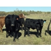 Image 4 : Twin Arrows Ranch -  580# October Delivery Heifer Calves - 105 Head (Erskine, AB)