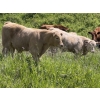 Image 11 : Patton Ranches Ltd. - 675# October Delivery Steer Calves - 90 Head (Maycroft, AB)