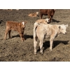 Image 5 : Bar 33 Ranch - 620# October Delivery Steer Calves - 100 Head (Strathmore, AB)