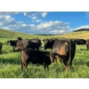 Image 2 : J. Manning & A. Bates - 590# October Delivery Steer Calves - 65 Head (Hat Creek, BC)