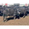 Image 5 : TV Bar Farms Ltd. - 725# April Delivery Steers - 70 Head (Goodlands, MB)