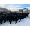 Image 7 : WA Ranches (University of Calgary) - 500# December Weaned Heifers - 70 Head (Cochrane, AB)