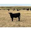 Image 7 : Dar-Lin Ranching - 470# November Delivery Heifer Calves - 115 Head (Big Stone, AB)