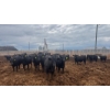 Image 6 : M.S. MacLean Livestock - 950# June Delivery Steers - 111 Head (Coaldale, AB)
