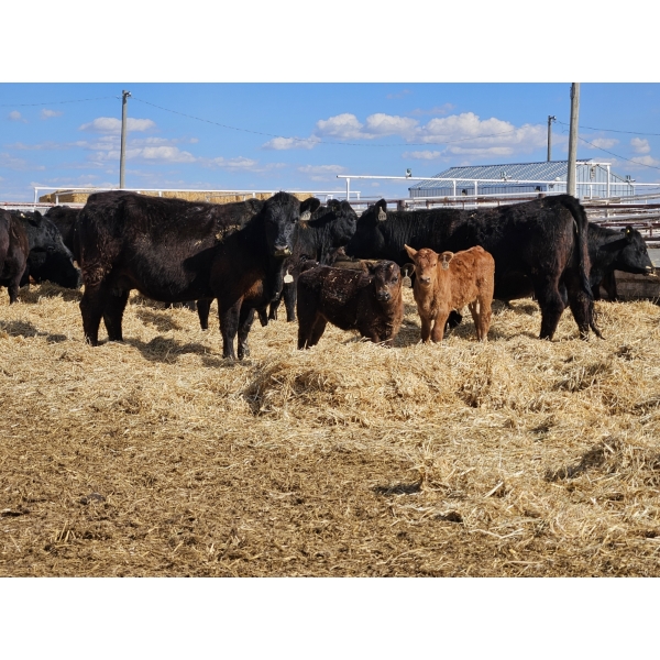 Rolling N Ranches (Nolan & Amanda Osadczuk) - 5 Black Heifer Pairs