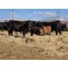 Image 6 : Rolling N Ranches (Nolan & Amanda Osadczuk) - 4 Black Heifer Pairs with Red Calves