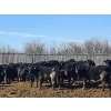 Image 2 : Shay & Sharmon Wilson - 880# March Delivery Steers - 104 Head (Bow Island, AB)
