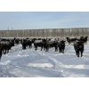 Image 2 : 6U Cattle Company - 1050# January Delivery Open Heifers - 46 Head (Manning, AB)