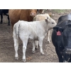 Image 10 : Cody & Brittany Black/Kirby & Cori Black - 525# October Steer Calves - 100 Head (Water Valley, AB)