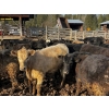 Image 2 : Fridlington Family Farms - 735# March Delivery Heifers - 80 Head (Kersley, BC)