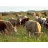 Image 2 : Terry & Wanda Martin - 900# September Delivery Grass Heifers - 200 Head (Guernsey, SK)