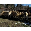 Image 13 : Cody & Brittany Black/Kirby & Cori Black - 525# October Heifer Calves - 100 Head (Water Valley, AB)
