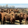 Image 3 : Van Hal Livestock Inc. - 725# May Delivery Heifers - 228 Head (Seven Persons, AB)