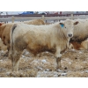 Image 8 : Justin & Kryston Tateson - 900# March Delivery Weaned Steers - 200 Head (Scandia, AB)