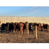 Image 2 : Bone Creek Ranch - 1100# November Delivery Open Heifers - 68 Head (Maple Creek, SK)