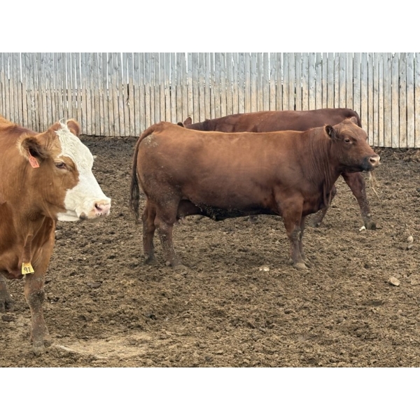 Cunningham Cattle Co. - 1700# June Delivery Fed Cows - 36 Head (Sundre, AB)
