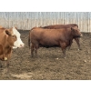 Image 1 : Cunningham Cattle Co. - 1700# June Delivery Fed Cows - 36 Head (Sundre, AB)