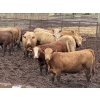 Image 2 : Lesher Lane Enterprises - 910# June Delivery Heifers - 204 Head (Lacombe, AB)