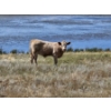 Image 5 : Logan Ranching - 625# November Delivery Heifer Calves - 85 Head (Oyen, AB)