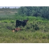 Image 7 : Lee Deschamps - 560# October Delivery Steer Calves - 40 Head (Patricia, AB)