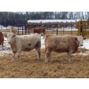 Image 7 : Terry Sliworsky - 800# February Delivery Heifers - 80 Head (Meadow Portage, MB)