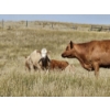 Image 7 : Logan Brothers (Rod, Barry & Bruce) - 675# October Delivery Heifer Calves - 80 Head (Oyen, AB)