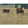 Image 4 : Seven O Ranches - 625# Steer Calves - 100 Head (Kamloops, BC)