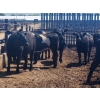 Image 8 : Chipping Hill Cattle Co. - 790# June Delivery Heifers - 65 Head (MacGregor, MB)