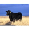 Image 3 : 98 Ranch - 11 Black Angus X May/June Calving Bred Heifers (Lake Elma, SK)