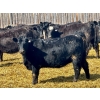 Image 4 : East Hilltop Holdings - 24 Black Maine X Angus Replacement Heifers (Carstairs, AB)