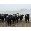 Image 7 : Shark Farms - 750# March Delivery Steers - 170 Head (Nanton, AB)