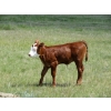 Image 14 : Circus Coulee Cattle - 530# Nov Delivery Heifer Calves - 100 Head (Dorothy, AB)