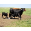Image 5 : Circus Coulee Cattle - 550# November Delivery Steer Calves - 100 Head (Dorothy, AB)