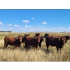 Image 4 : Spring Creek Colony - 890# September Delivery Grass Heifers - 120 Head (Central Butte, SK)