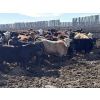 Image 2 : Rice Farms - 960# May Delivery Steers - 124 Head (Lacombe, AB)