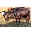 Image 5 : Twisted T Cattle Co. - 500# November Delivery Steer Calves - 110 Head (Carievale, SK)