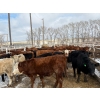Image 7 : Quarter Circle X Ranch - 712# March Delivery Heifers - 82 Head (Madden, AB) VBP+