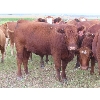 Image 6 : Mebs Ranch - 1000# August Grass Heifers - 35 Head (Broadview, SK) VBP+