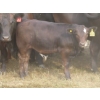 Image 3 : Storle Farms Ltd. - 630# October Delivery Steer Calves - 88 Head (Lake Alma, SK)