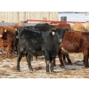 Image 6 : Ugly Head Feeders - 760# March Delivery Heifers - 68 Head (Killam, AB)