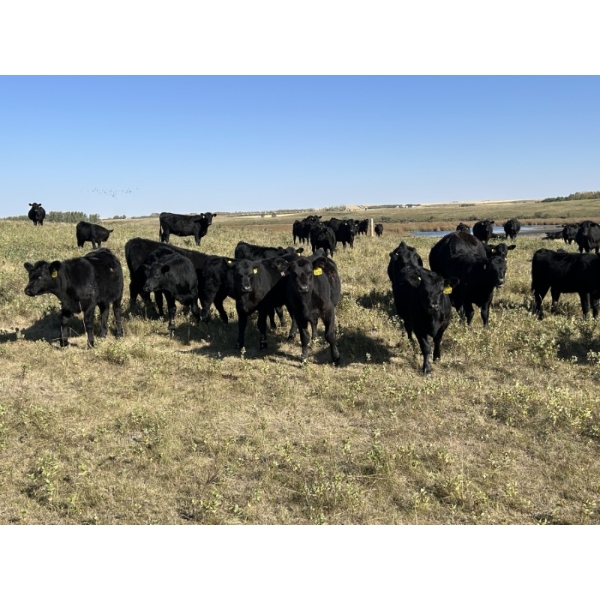 Lazy B Farm & Ranch - 600# November Delivery Steer Calves - 100 Head (Linden, AB)