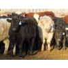 Image 2 : Willowside Ranch - 615# March Delivery Steers - 57 Head (Vibank, SK)