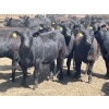 Image 1 : Lone Star Cattle Co. - 980# June Delivery Heifers - 260 Head (Strathmore, AB)